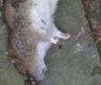 Ratten Im Garten Löcher Inspirierend Ratten Erfolgreich Im Garten "bekämpfen"