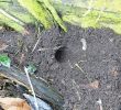 Ratten Im Garten Löcher Inspirierend Ratten Im Garten – Ulinnes Garten