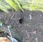 Ratten Im Garten Löcher Inspirierend Ratten Im Garten – Ulinnes Garten