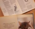 Ratten Im Garten Was Tun Reizend 4 Katzenbücher Ratgeber Witzige Katzen Buch