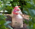 Real Garten Neu Gemüsepflanzen Vor Taubenfraß Schützen