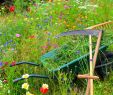 Rechen Garten Das Beste Von Pfle Ipps Für Ihre Gartengeräte