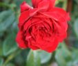 Rosen Garten Frisch Unbekannte Rose Am Pavillon Roses