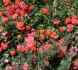 Rosen Garten Luxus Gebrüder Grimm