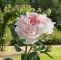 Rosen Im Garten Einzigartig Inselrose Guernsey