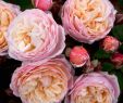 Rosen Im Garten Elegant Kletterrose New Dreams Rosa "new Dreams "