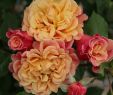 Rosen Im Garten Luxus Kletterrose Aloha Kletter Maxe Rose