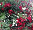 Rosen Im Garten Luxus Rote Rosen â¤ï¸ Gemischt Mit Den Weißen Wirkt Es Gleich Viel