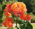 Rosen Im Garten Reizend Inselrose Ibiza