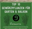 Rosmarin Im Garten Neu Die 79 Besten Bilder Von Ideen Für Den Kräutergarten In 2020