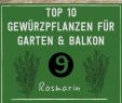 Rosmarin Im Garten Neu Die 79 Besten Bilder Von Ideen Für Den Kräutergarten In 2020