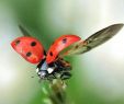 Rote Ameisen Im Garten Einzigartig Marienkäfer Bringen Glück â
