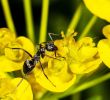 Rote Ameisen Im Garten Schön Gartenrat so Werden Sie Ameisen Los
