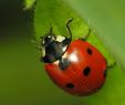 Rote Ameisen Im Garten Schön Ladybug Harmonia Axyridis Insects In