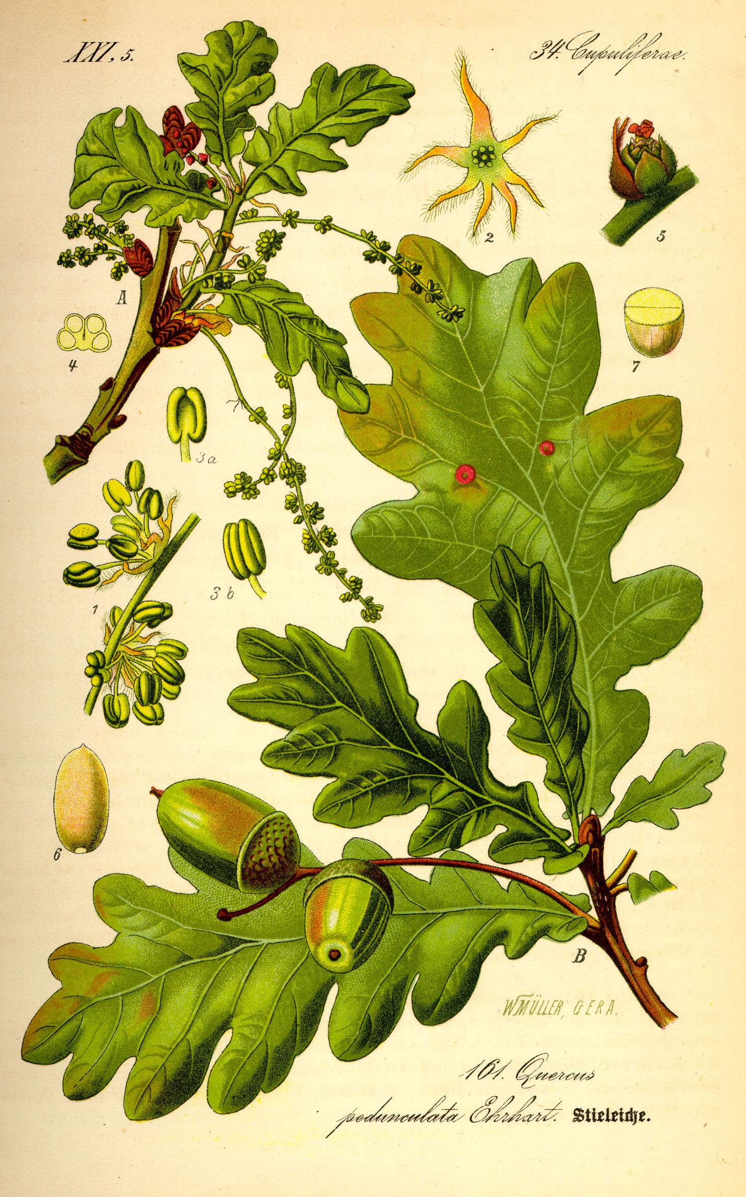 Illustration Quercus robur0
