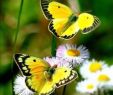 Schmetterlinge Im Garten Elegant Pin Von Herzdame25 Auf Bunte Bilder