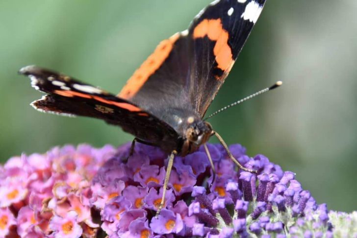 Schmetterlinge Im Garten Genial Munteres Treiben Am Schmetterlingsflieder Schmetterling