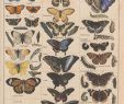 Schmetterlinge Im Garten Reizend General Natural History for All Classes Lorenz Oken 1843