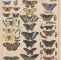 Schmetterlinge Im Garten Reizend General Natural History for All Classes Lorenz Oken 1843