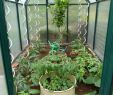 Schwarzer Garten Genial Gewächshaus Frisch Bepflanzt Mit tomaten Und Vereldelten