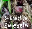 Selbstversorger Garten Schön Zwiebel Anbauen – Schritt Für Schritt Anleitung