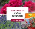 Shop Mein Schoener Garten De Heft Angebote Genial Edelrosen Gartenrosen