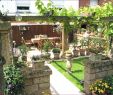 Sichtschutz Für Den Garten Luxus Hohe Pflanzen Als Sichtschutz — Temobardz Home Blog