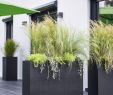 Sichtschutz Garten Ideen Bilder Luxus Pflanzer Als Privatsphäre Auf Der Terrasse Pflanzer