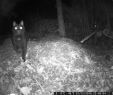 Singvögel Im Garten Schön Selfies Von Tieren [archiv] Outdoorseiten