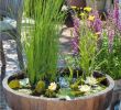 Solar Springbrunnen Garten Genial Make Your Own Balcony Ideas A Mini Pond In the Pot