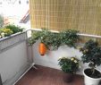 Solarduschen Für Den Garten Neu Holz Für Nasszelle — Temobardz Home Blog