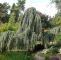Sommer Garten Frisch Hängende Blauzeder • Cedrus atlantica Glauca Pendula