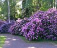 Sommer Garten Schön Welche Blumen Blühen Den Ganzen sommer Im Garten — Temobardz