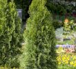 Sommerblumen Garten Genial Abendländischer Lebensbaum • Thuja Occidentalis