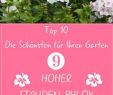 Sommerblumen Garten Inspirierend sommerblumen Die 10 Schönsten Für Ihren Garten