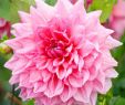 Sommerblumen Garten Inspirierend This Classic Dinnerplate Dahlia is Loved for Its Giant 10