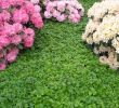 Sommerblumen Garten Schön Teppich Golderdbeere • Waldsteinia Ternata