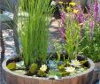 Springbrunnen Garten Selber Bauen Elegant Make Your Own Balcony Ideas A Mini Pond In the Pot