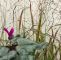 Stauden Garten Genial Panicum Virgatum „shenandoah“ I 11cmt Purpur Ruten Hirse