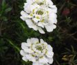 Stauden Im Garten Frisch Staude Schleifenblume Iberis Sempervirens Zwergschneeflocke Weiße Blüten Im April Im 0 5 Liter topf