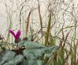 Stauden Im Garten Luxus Panicum Virgatum „shenandoah“ I 11cmt Purpur Ruten Hirse