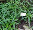 Suche Hilfe Im Garten Einzigartig Datei Chlorophytum Osum Botanischer Garten Heidelberg
