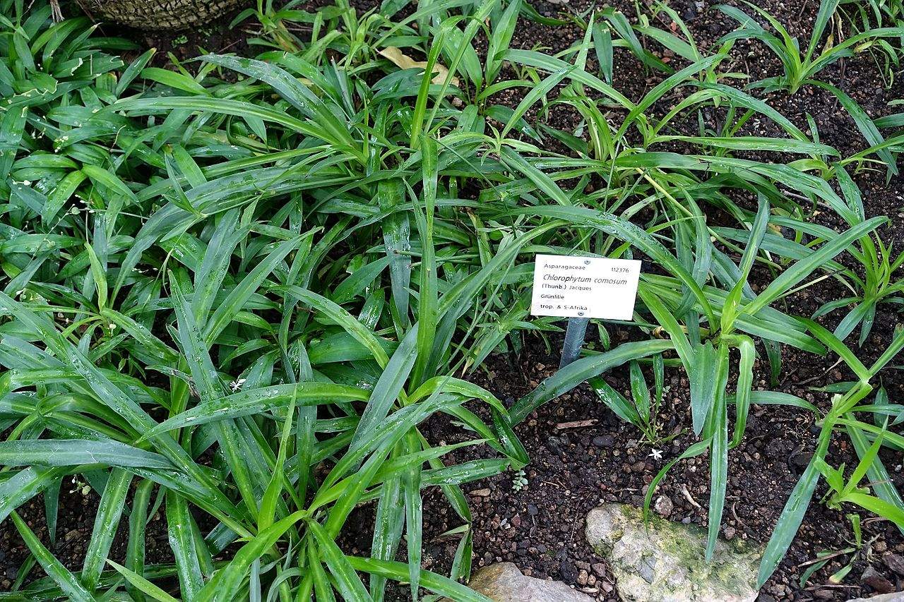 1280px Chlorophytum osum Botanischer Garten Heidelberg Germany DSC