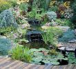 Teich Garten Einzigartig Marvelous Backyard Ponds and Water Garden Landscaping Ideas