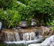 Teich Und Garten Genial Schwimmteich Und Wasserqualität Im sommer