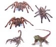 Tiere Im Garten Einzigartig Spinne Eidechse 3d Tier Emulation Lkw Anhänger Zimmer Fenster Tür Auto Aufkleber Decals