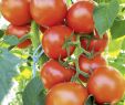 Tomaten Im Garten Das Beste Von tomate Bocati F1