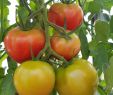 Tomaten Im Garten Elegant Garten Kleingarten Parzelle Greifswald sommer