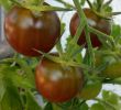 Tomaten Im Garten Inspirierend tomate Black Cherry