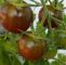 Tomaten Im Garten Inspirierend tomate Black Cherry